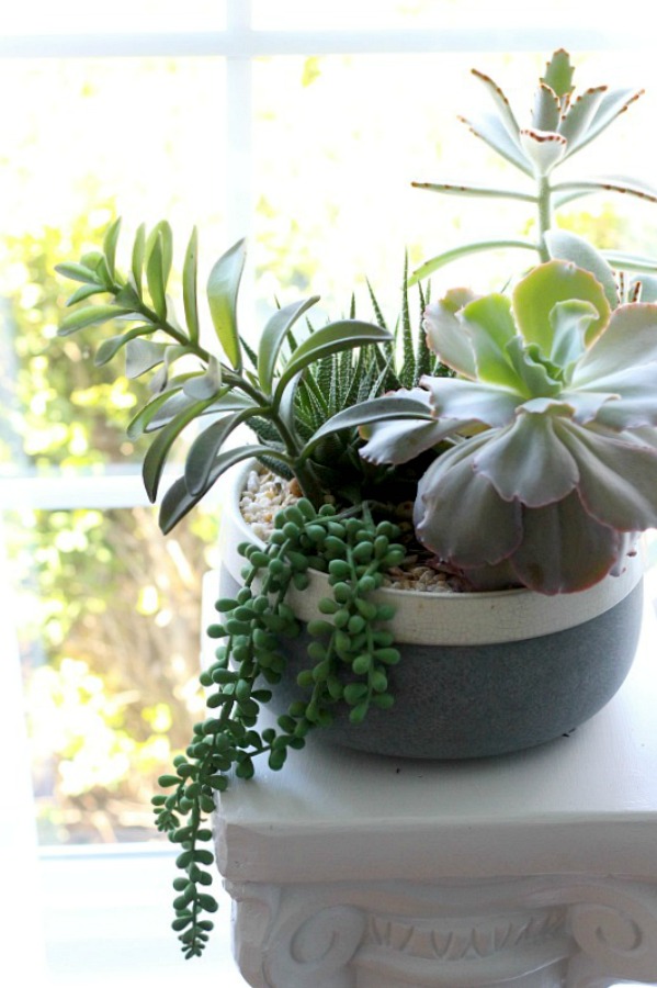 Many indoor houseplants have low-light and easy care requirements. They add much appeal in décor when displayed in the home and create a welcoming environment. 