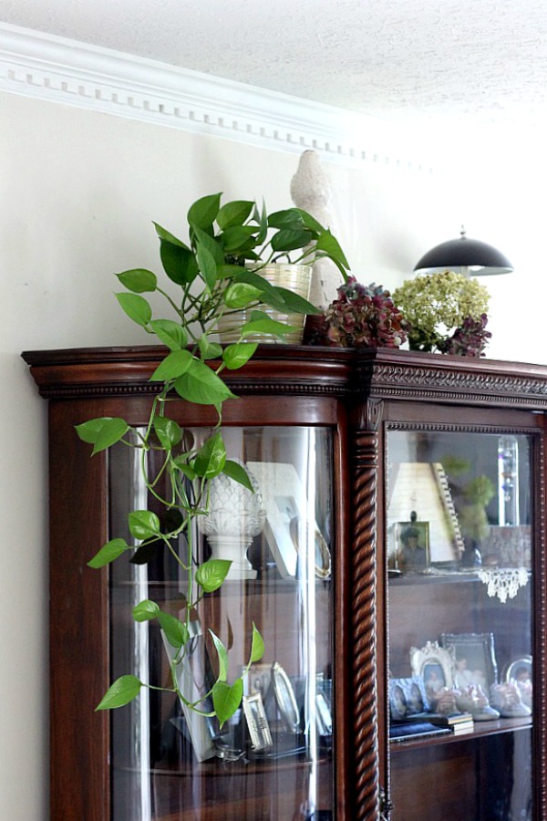 There is just something very rewarding about caring for indoor houseplants. It is exciting to see them flourish and they add much appeal in home décor when displayed, creating a warm and welcoming area.