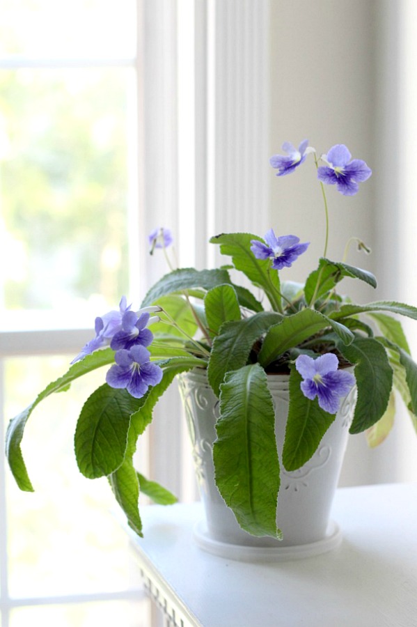 Many indoor houseplants have low-light and easy care requirements. They add much appeal in décor when displayed in the home and create a welcoming environment. 