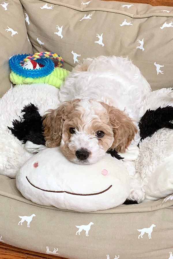 What to do when you bring a puppy home? Training our cockapoo about housebreaking, leash and crate training, play biting and sleeping through the night.