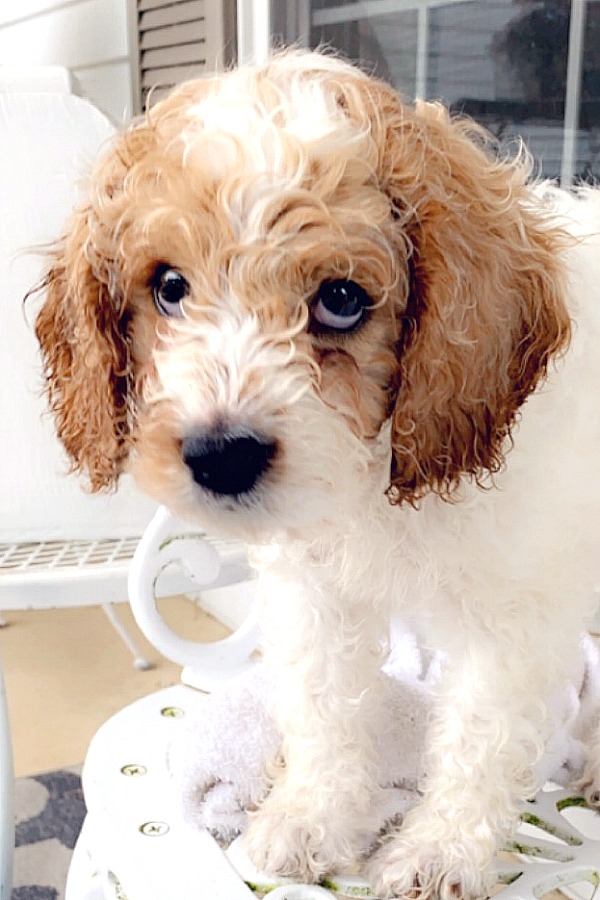 Loving those sad puppy eyes of this sweet cockapoo dog. First days home and beginning housebreaking, leash and crate training, play biting and sleeping through the night.