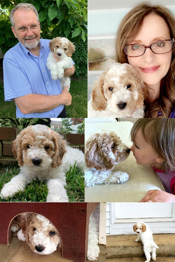 Bringing our cockapoo puppy home and beginning crate and leash training, housebreaking, play biting and sleeping through the night skills. Our hearts are full!