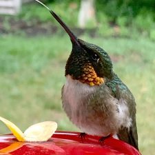 Tiny Hummingbird