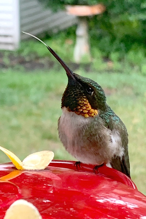 Fascinating video of a tiny Ruby-throated hummingbird at a window feeder with its tongue out and looking as if panting or defending its territory. 