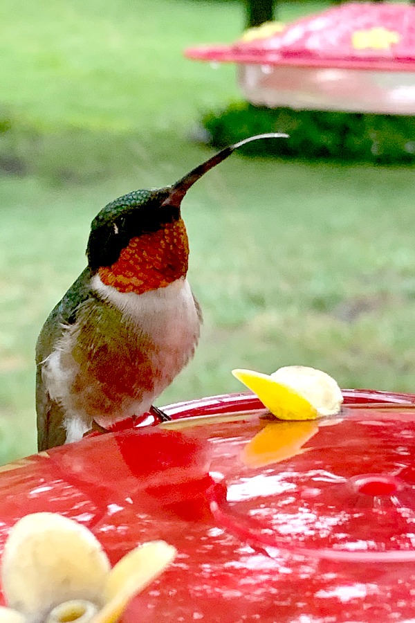 Watch this fascinating video of  a tiny Ruby-throated hummingbird at a window feeder with its tongue out and looking as if panting or defending its territory.