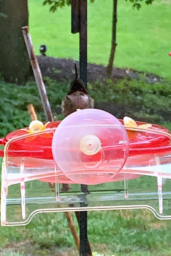 Fascinating video of  a tiny Ruby-throated hummingbird at a window feeder with its tongue out and looking as if panting or defending its territory. 