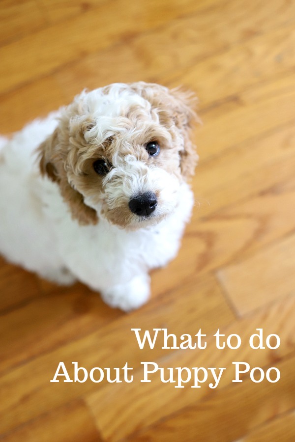 A simple recipe of chicken and rice when puppy has tummy troubles is recommended by veterinarians to help dogs recover from diarrhea and/or vomiting.Â 
