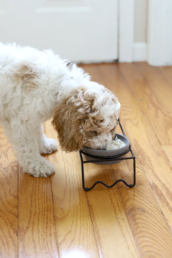 Homemade chicken and rice is recommended by veterinarians to help puppies and dogs recover from diarrhea and/or vomiting. An easy recipe for loose stools that allows for digestive healing. 