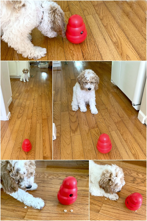 Cockapoo puppy dog with Kong wobbler treat toy