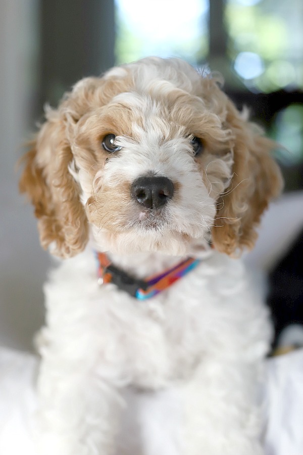 Lots of care and training is involved to keep your new puppy safe and encourage him to learn acceptable behavior. This new puppy shopping guide of essential and useful products will help your pet adjust to his new family.