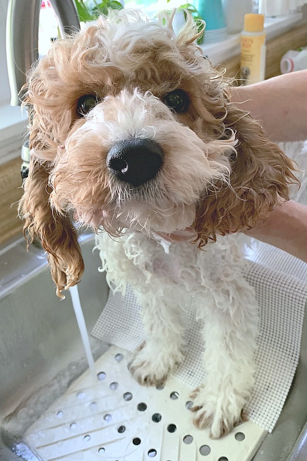 Cockapoo puppy bath in kitchen sink