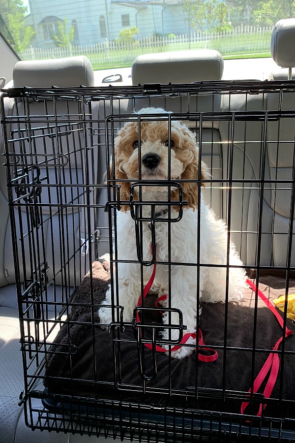 Puppy crate for sleeping and traveling in the car for our cockapoo puppy.