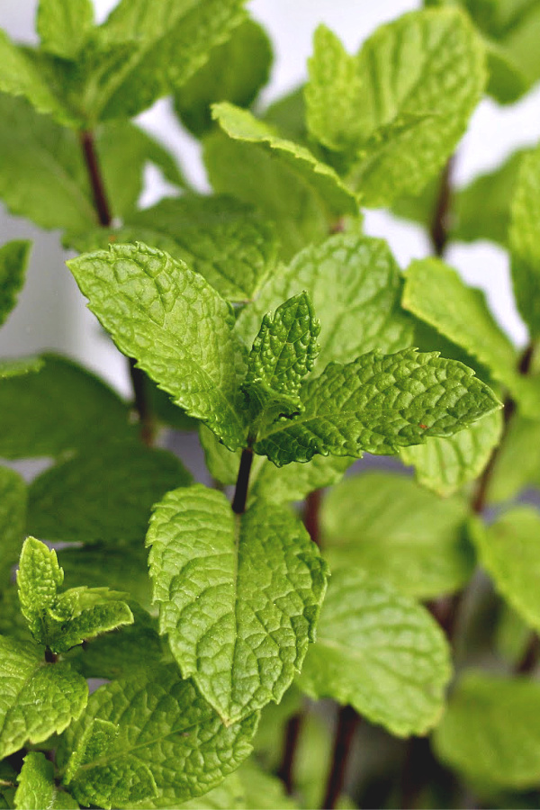 Growing mint in the garden or pots is perfect to add to a cold glass of iced tea.