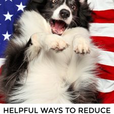 Calm your Dog during Fireworks