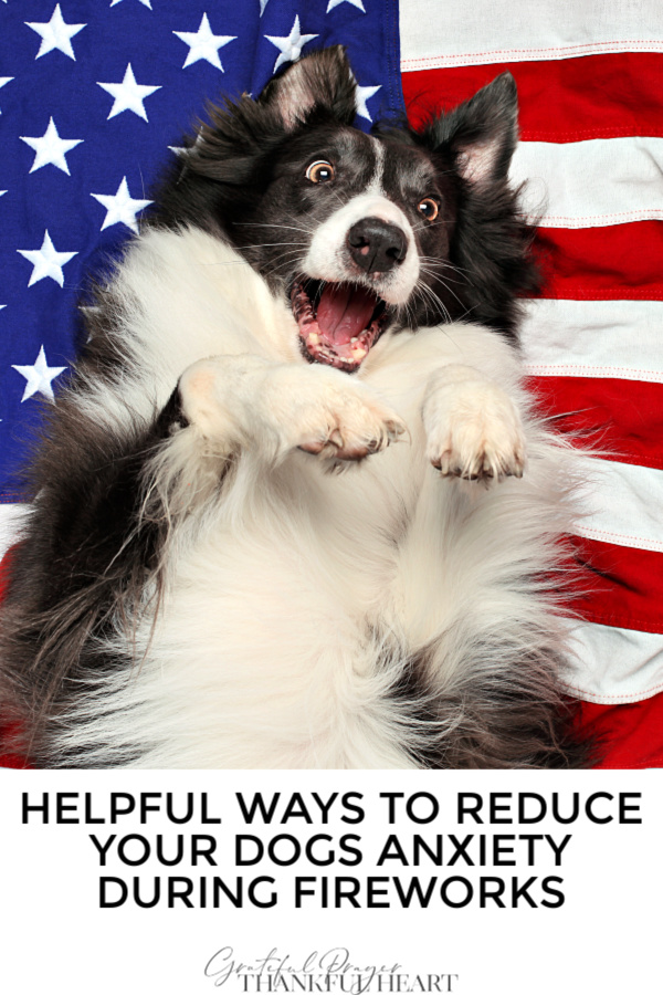 Fireworks can cause fear, anxiety and even traumatize a dog. Helpful safety tips to calm him down when he is afraid or scared during 4th of July displays.