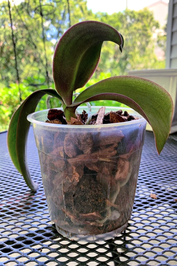 Easy step by step how-to and when-to repot an old Phalaenopsis orchid. Check roots and replace with fresh chip soil for a healthy vibrant plant.