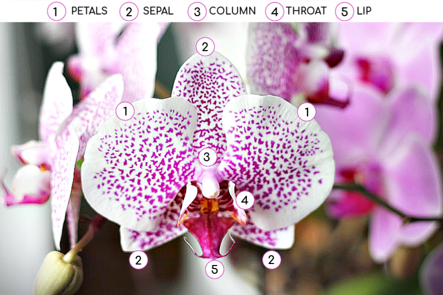 Parts and anatomy of a Phalaenopsis orchid and step-by-step guide to when and how to repot for healthy roots and growth.