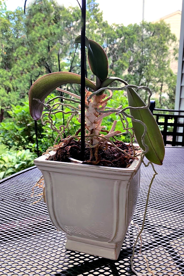 Easy step by step how-to and when-to repot an old Phalaenopsis orchid. Check roots and replace with fresh chip soil for a healthy vibrant plant.