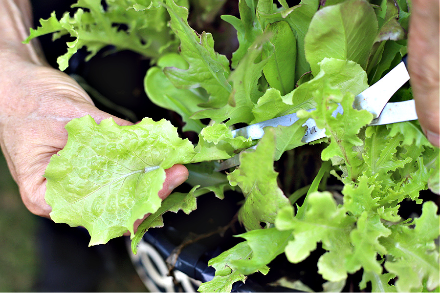 How-to for when and how to plant, pick and harvest for fresh and healthy salads.