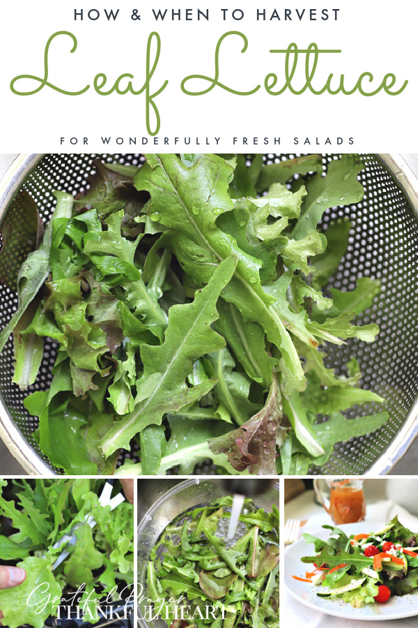 It is easy to grow leaf lettuce in a container or in the ground. How-to for when and how to plant, pick and harvest for fresh and healthy salads.