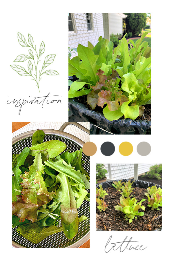 How to grow, harvest, clean and store leaf lettuce grown in containers.