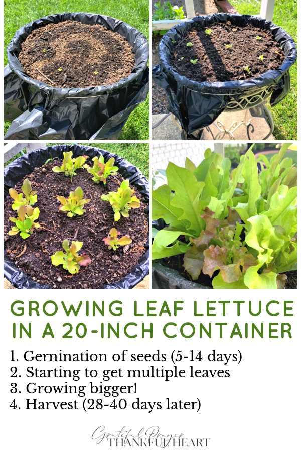 How to grow, harvest, clean and store leaf lettuce grown in containers.