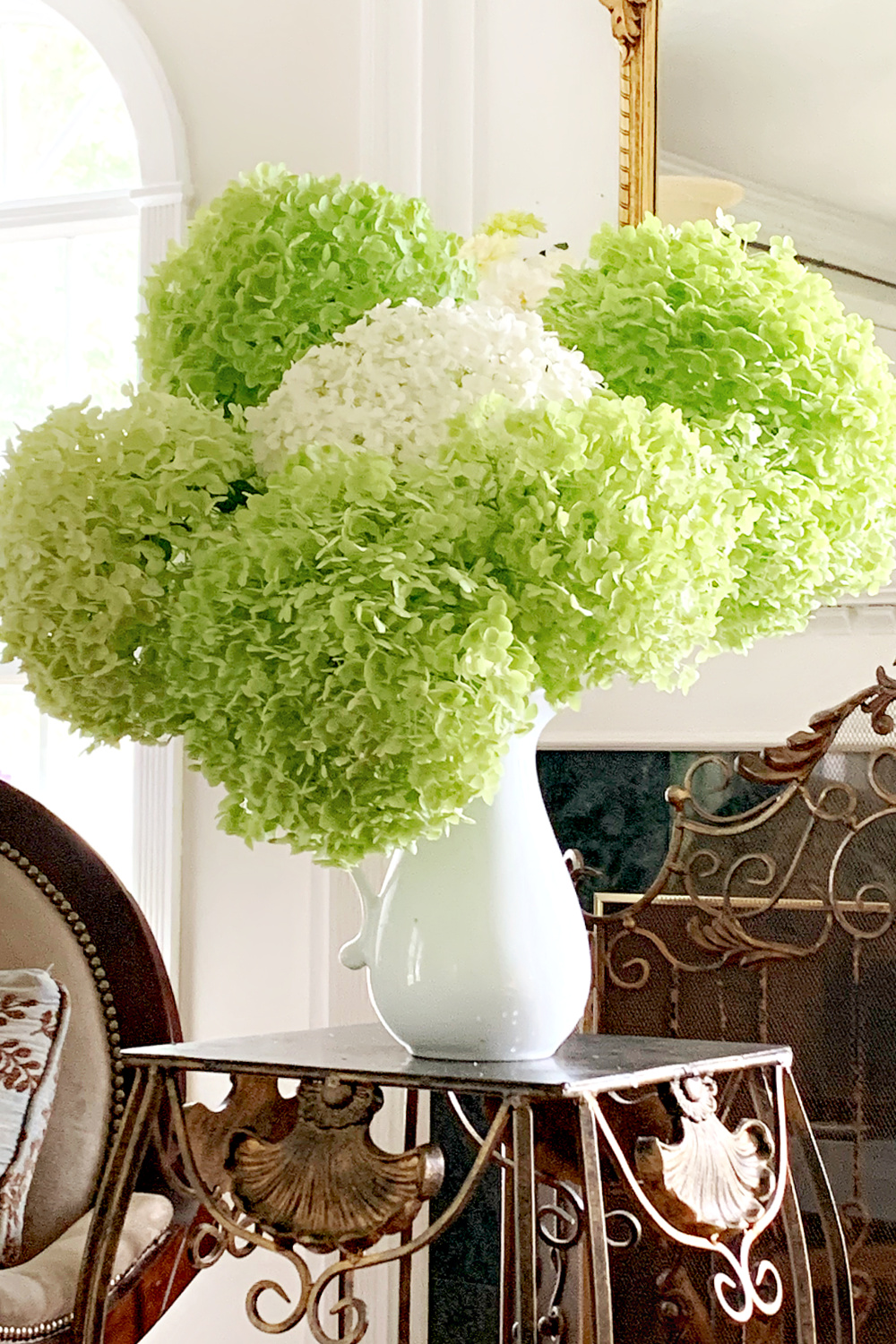 Giant white chartreuse green snowball hydrangea flowers broken after the rain storm
