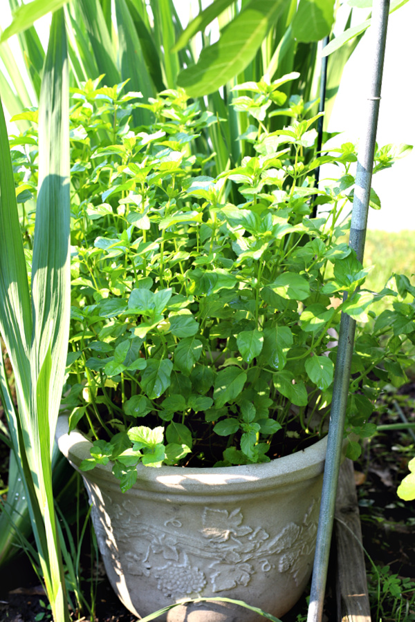 Orange mint growing in a container pot to prevent spreading throughout the herb garden.