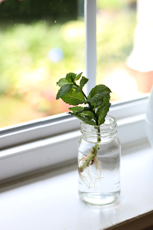 rooting an orange mint cutting in water 
