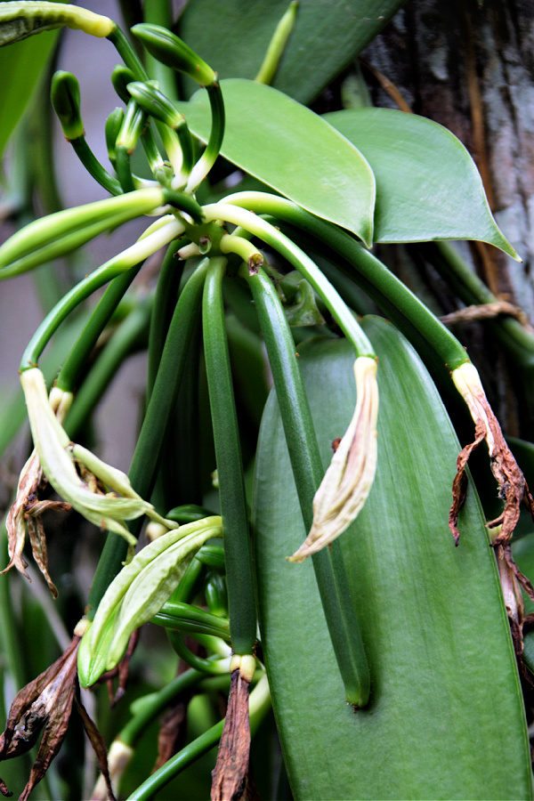 Vanilla plant with bean pods used for making homemade vanilla extract.