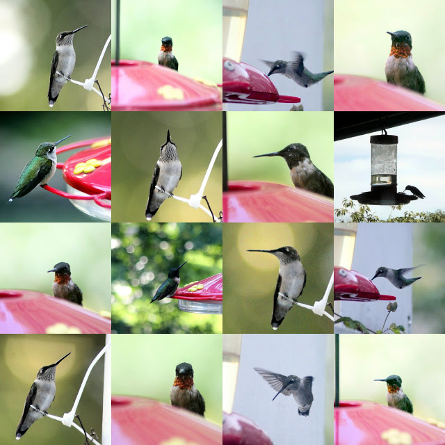 hummingbird collage 