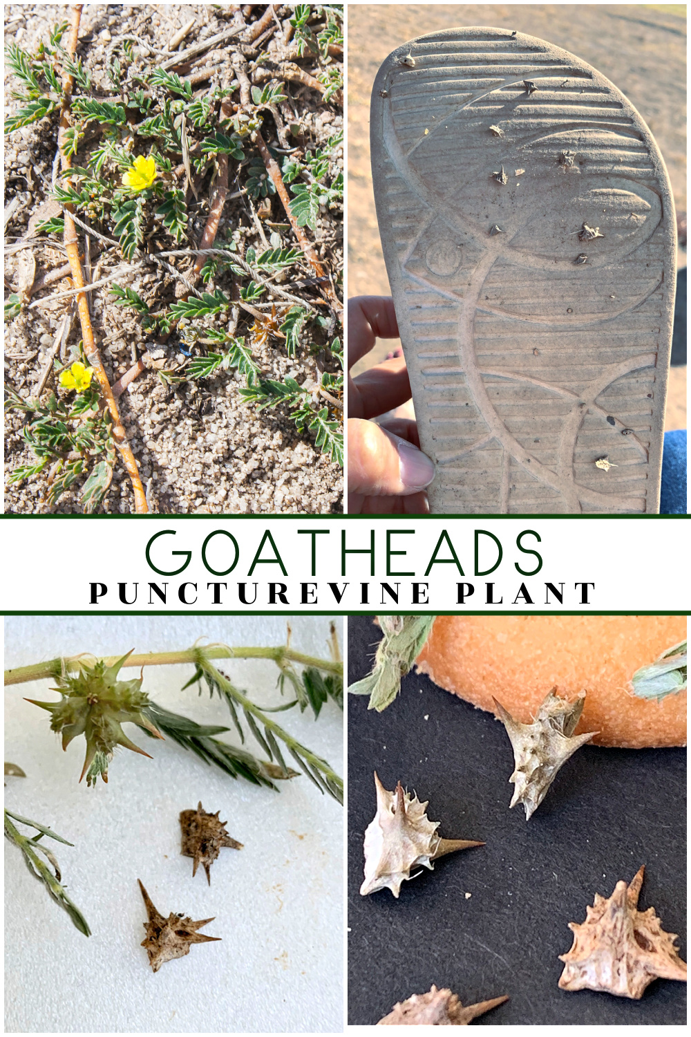 Goatheads Puncturevine plant Big Bend National Park Alpine Texas