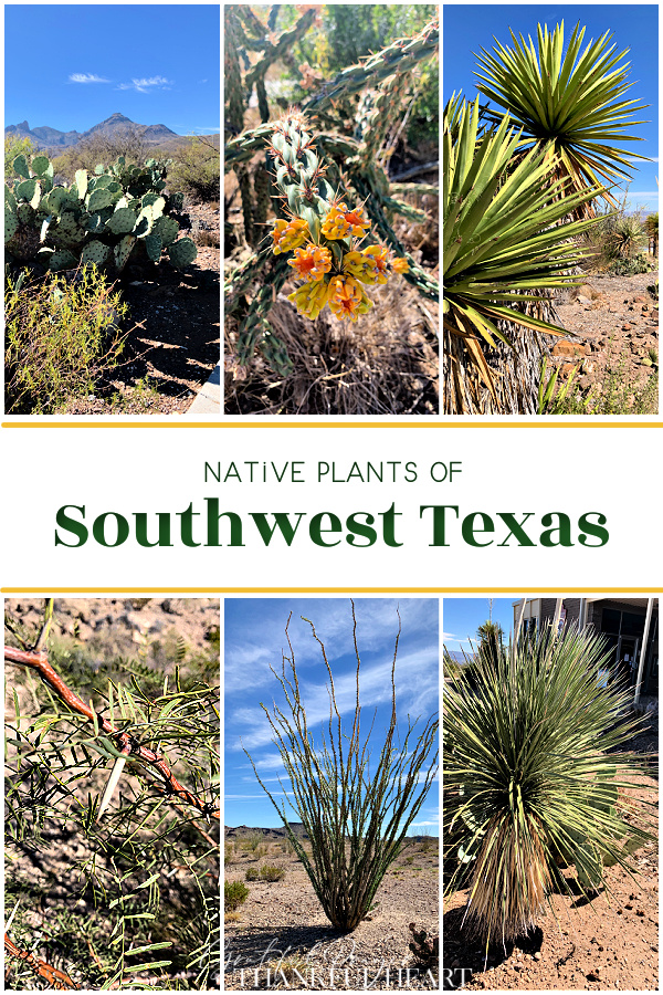 Native Plants found in Southwest Texas