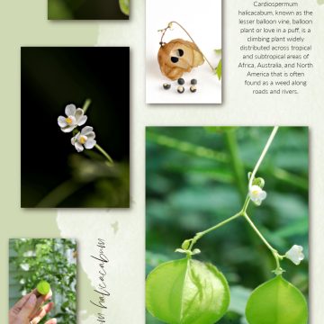 Love in a puff, a dainty vine has tiny white flowers & puffy pods resembling paper lanterns. Inside each balloon are seeds with a white heart!