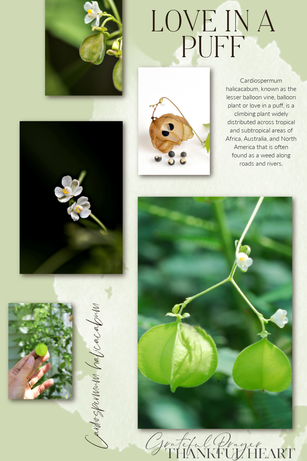 Love in a puff, a dainty vine has tiny white flowers & puffy pods resembling paper lanterns. Inside each balloon are seeds with a white heart!