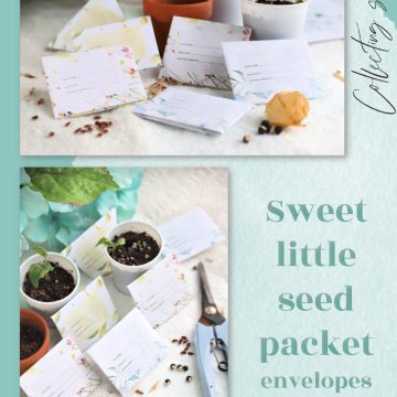 Free printable for gardeners. Pretty little seed packet envelopes for collecting flower, vegetable and herb seeds from you garden plants.
